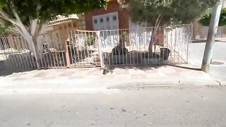 Cute mother cat and her shy baby are asking for food to silence their hunger.