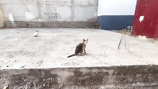The gray cat and his calico friend are very friendly and desire love and food.