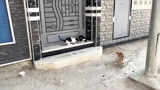 Feeding very hungry stray cats that were eating scraps from the ground.