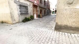 Cute Ginger the cat asks for food with a very cute meow.