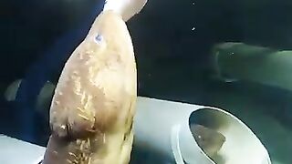 Fishing eel videos .. This is fishing eel videos.. Thanks for watching..!!