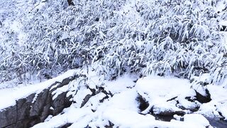 Winter Coat - winter scene with snow covered bamboo | Trending HD Video