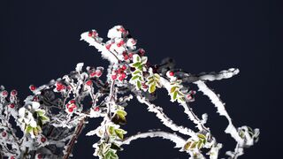 Winterhalter - id | Trending HD Video