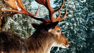 Winter Coat - id | Trending HD Video