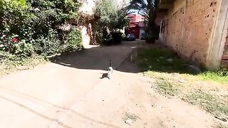 Feed a group of super cute stray cats and play with them.