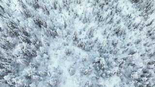 Winterhalter - drone footage of trees in forest covered with snow | Trending HD Video
