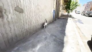 This cat gives us all his love every time we visit him to feed him.