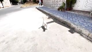 This super cute cat asks for food with a cute meow.