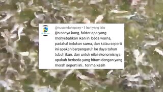 PEMIJAH lele jika MENGALAMI hal ini❗WAJAR Jangan KAGET