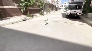 This white cat is very jealous and does not want other cats to get close.