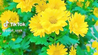 The flowers of beautiful