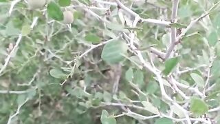 ثمار السدر علاج لطحال