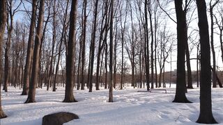 Winter solstice - snow covered ground with trees under blue sky | Trending HD Video