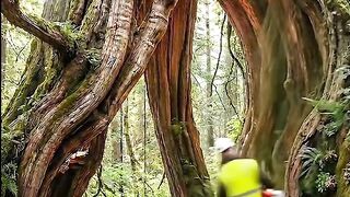 From Ancient Tree to 5-Star Dream Room – You Won’t Believe This Transformation!