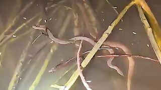 Fishing eel videos.. This is fishing eel videos.. Thanks for watching..!!