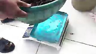 Fishing eel videos.. This is fishing eel videos.. Thanks for watching..!!