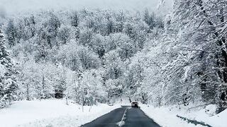 Winter Coat - scenic winter drive through snowy forest | Trending HD Video