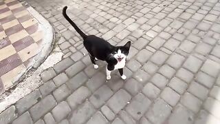 These stray cats are happy to see us because they are sure they will come for food.