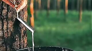 There are times we forget, every feed of rice we eat today starts from a wound on the trunk of this rubber tree.