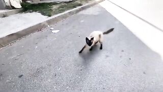 The Siamese cat is very calm and friendly.