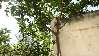 The cute cat came to us from the tree to get love and food.