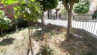The kittens came after their stray mother asking for love and food.