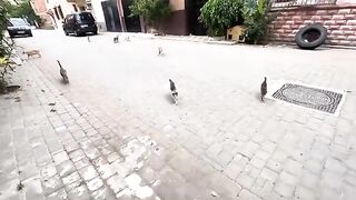 Many cats gathered around me to get delicious food.