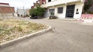 This cute mama cat taught her kittens how to ask for food well.