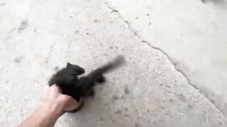 Adventure-filled journey: When you caught a stray kitten Bagheera got a lot of bites.