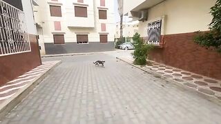 A very cute gray cat is courting for delicious food.