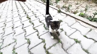 This teenage cat won many hearts because of his cuteness and access to delicious food.