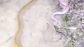 Fishing eel videos .. This is fishing eel videos.. Thanks for watching..!!