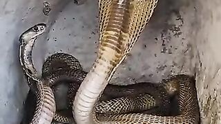 Jangan mengganggu ular kobra yang sedang lagi tidur