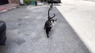 Feral cats ask for food with beautiful meows to silence their hunger.