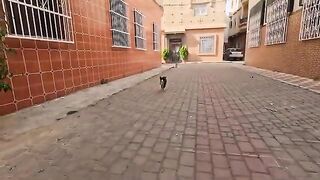 A very cute tuxedo cat asking us for love and food.