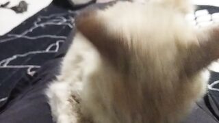 Cucu harimau sudah jinak