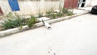 We found the friendly cat after she had been gone for more than a week.