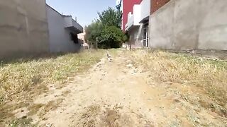Feeding a group of cats that were very friendly.