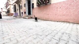 Bagheera the cat was very happy and cute during our interview.