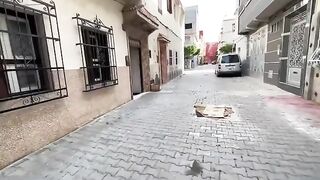A hungry mama cat is breastfeeding her kittens in the middle of a box on the street.
