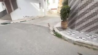 Ginger, the super friendly stray cat, was asking for a lot of