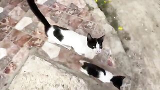 Mama cat Oreo and her baby are very cute, courting for food.