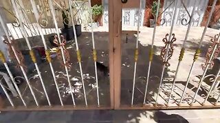 She brought a wooden house for the cute mama cat and her friendly kittens.