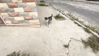 The cute cat Tiger stopped in front of me with a meow asking for food.