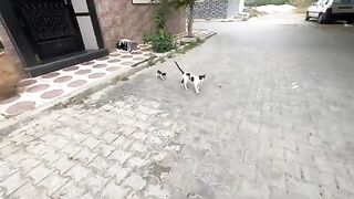 Mama cat and her kittens need some eye drops and food.