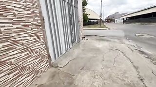 Cute calico cat wants love from the friendly master.