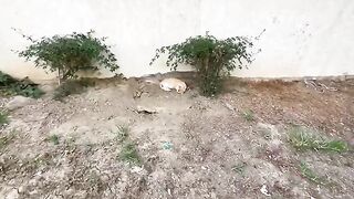Very friendly stray cats asking for food and love.