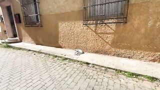Cute mother cat takes good care of her shy kitten.