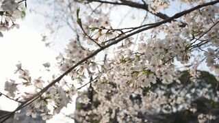 Travelon - cherry blossoms blooming in ueno park | Trending HD Video