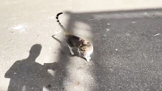 Cute mama cat and her shy kitten just come mealtime.
